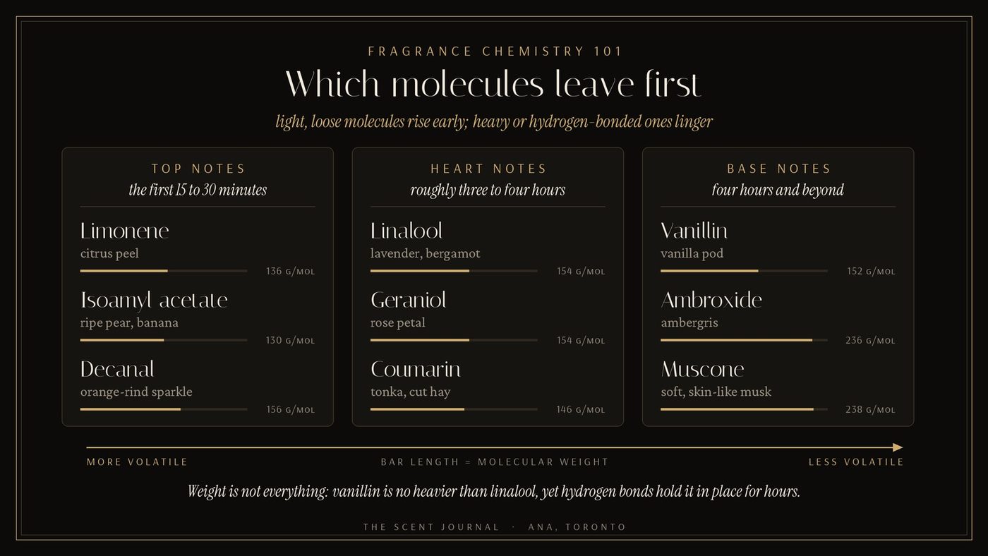 Infographic titled Which molecules leave first, sorting aroma molecules into top notes (limonene, isoamyl acetate, decanal), heart notes (linalool, geraniol, coumarin) and base notes (vanillin, ambroxide, muscone), with molecular weight bars and an arrow from more volatile to less volatile.