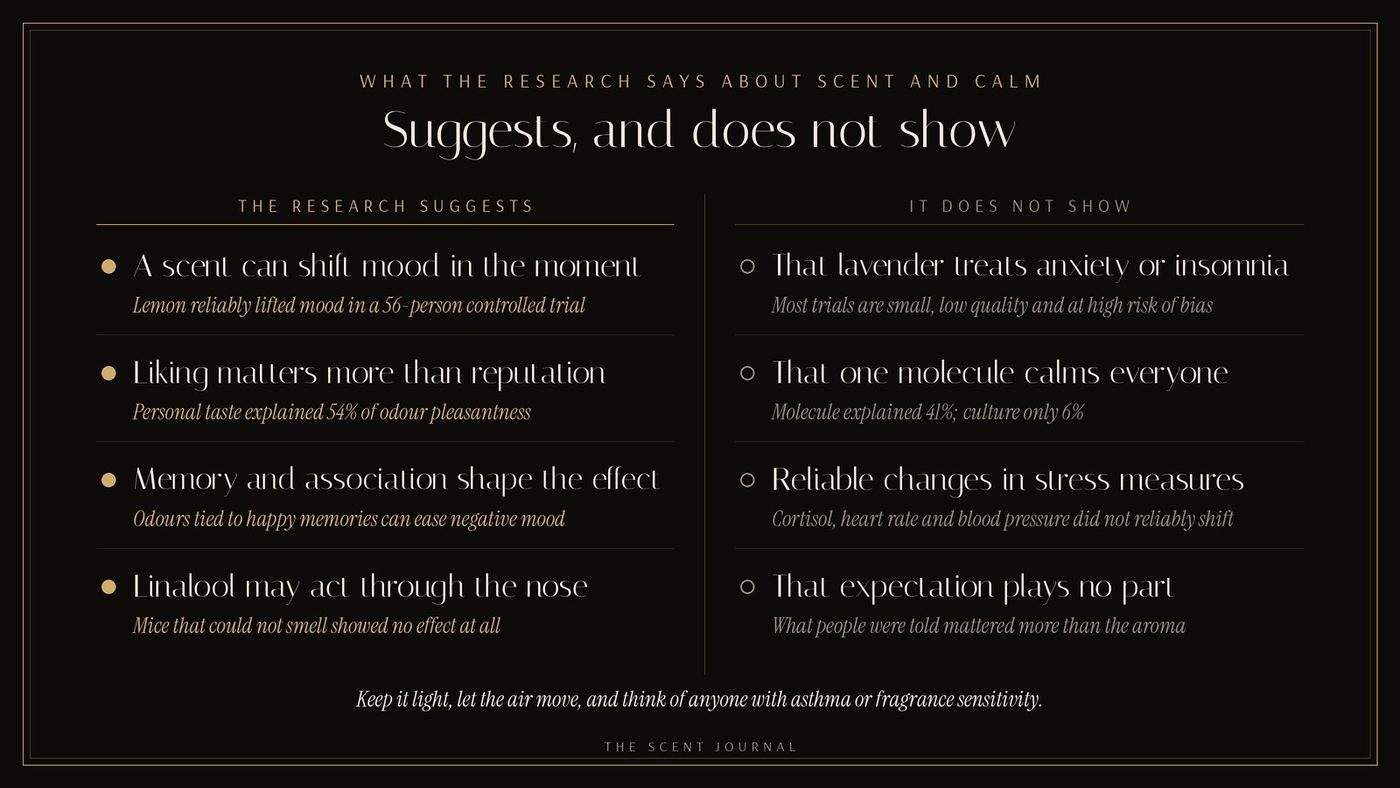 Infographic titled 'Suggests, and does not show' comparing what research on scent and relaxation suggests, such as mood shifts and the roles of liking and memory, with what it does not show, such as lavender treating anxiety or insomnia