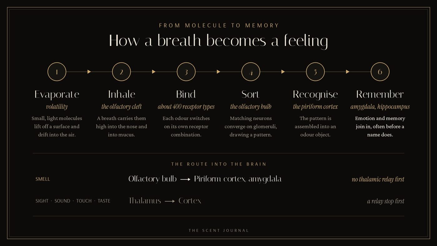 Infographic titled From molecule to memory showing six steps of smell: evaporate, inhale, bind to about 400 receptor types, sort in the olfactory bulb, recognise in the piriform cortex, and remember via the amygdala and hippocampus, with a comparison showing smell bypasses the thalamic relay used by other senses